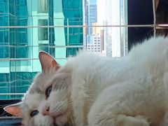 -楼上猫咖(罗湖店)