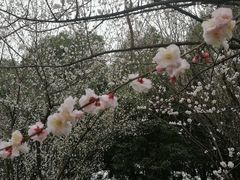 -秀丽东方