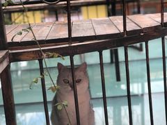 -喵屿·大理花园猫咖