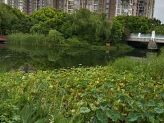 -新江湾城公园
