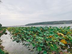 -丁香湖公园