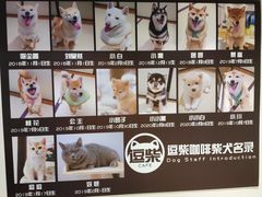 -逗柴咖啡屋·狗咖猫咖宠物桌游