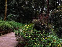 -铁山坪森林公园