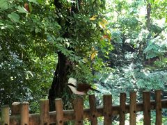 -新加坡飞禽公园