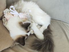 -怪兽屋·羊驼·猫咖·狗咖(俊华广场店)