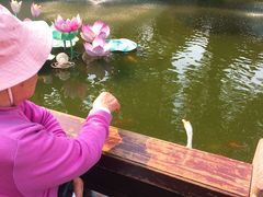 -豫园湖心亭茶楼
