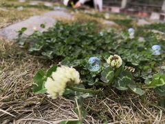 -桤木河湿地公园