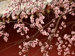 -桃花堤公园