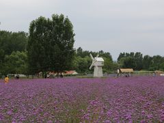 -北京东方普罗旺斯薰衣草庄园