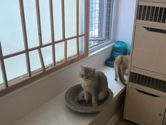 -Let's go狗咖·猫咖·奶狗·桌游(春熙路IFS店)