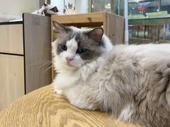 -藏猫猫咖啡主题馆(中央大道店)