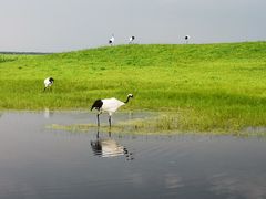 -黑龙江扎龙生态旅游区