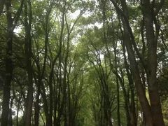 -武汉大学-樱园