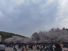 -武汉大学-樱园