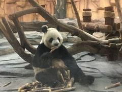 -泉州海丝野生动物世界