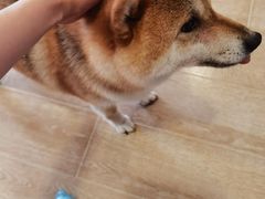 -南京Hallo宠物乐园·哈罗犬舍·柴犬繁育基地