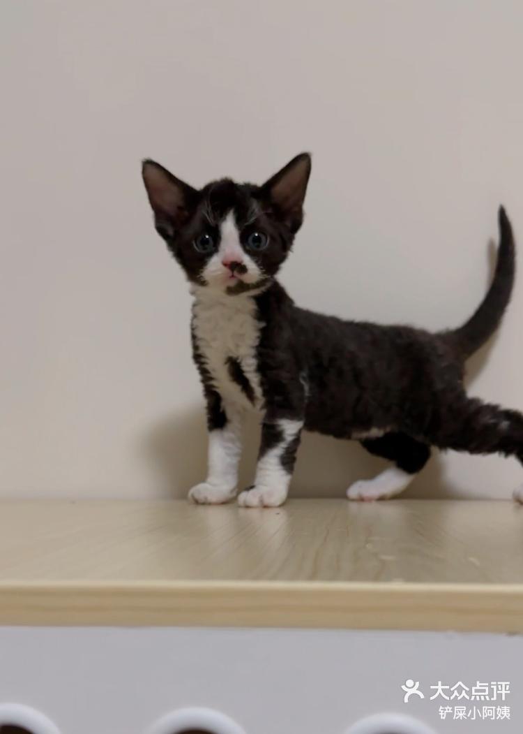 家庭繁育德文卷毛猫找家长