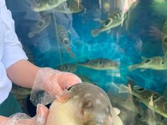 -肆月河豚·新淮扬(金融街店)