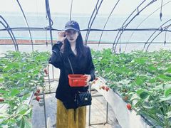 -甜心庄园·甜心草莓采摘园(西青中北店)