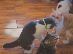 -喵园·猫主题咖啡厅·撸猫·猫咖(国贸店)