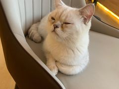 -猫腻·猫咖·撸猫馆(星光大道店)
