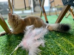 -百好乐宠物友好餐厅(朝外大街店)