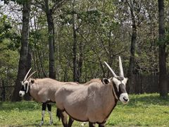 -大连森林动物园