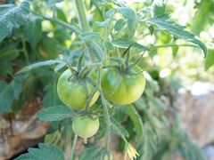 -荣德灶台鱼(圣泉寺店)