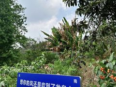 -桃源山庄·水蜜桃采摘·柴火鸡·烧烤团建(龙泉山店)
