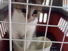 -佳雯宠物医院·皮肤科·内外科(春晓路分院)