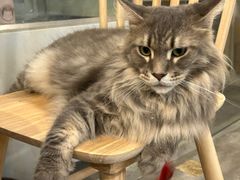 -楼上猫咖(罗湖店)