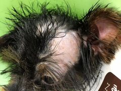 -芭比堂动物医院·犬猫全科·异宠专科(雁塔分院)