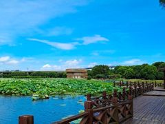 -荷塘月色湿地公园·向阳花洲