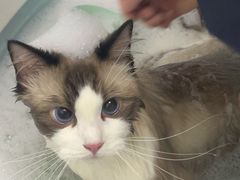 -宠颐生宠物医院·犬猫全科·皮肤科(商业街店)