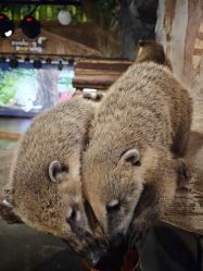 -Zoolung Zoolung动物主题公园(海信广场店)