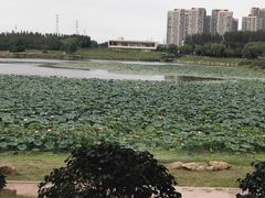 -丁香湖公园