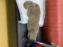 -瑞派天宁宠物医院·猫科·异宠中心