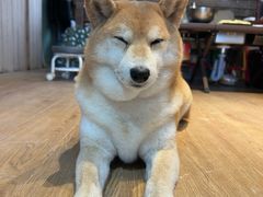 -小时光咖啡馆(开森度假森林店)