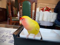 -龙抄手食府(浣花北路店)