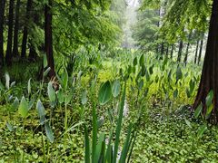 -溱湖国家湿地公园