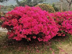 -梧桐山风景名胜区