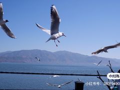 -大理洱海