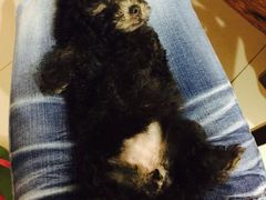 -Oh My Dog宠物沙龙(伊珊娜皮毛护理店)
