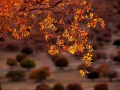 -五角枫生态旅游景区