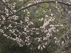 -桃花堤公园