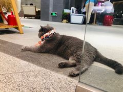 -歎雪糕低糖低脂Gelato冰淇淋