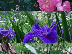 -贡湖湾湿地公园