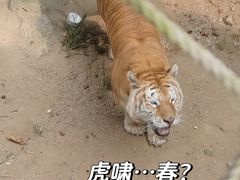 -西霞口神雕山野生动物世界