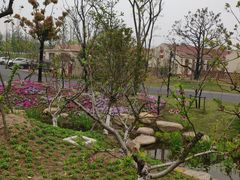 -上海长兴岛郊野公园