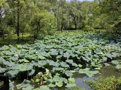 -西溪国家湿地公园